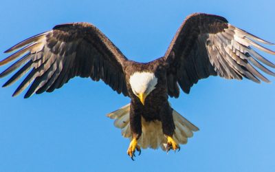 Prosper Stars & Stripes – Présentation à Genève & Lausanne – 14, 15 ou 16 Novembre 2018